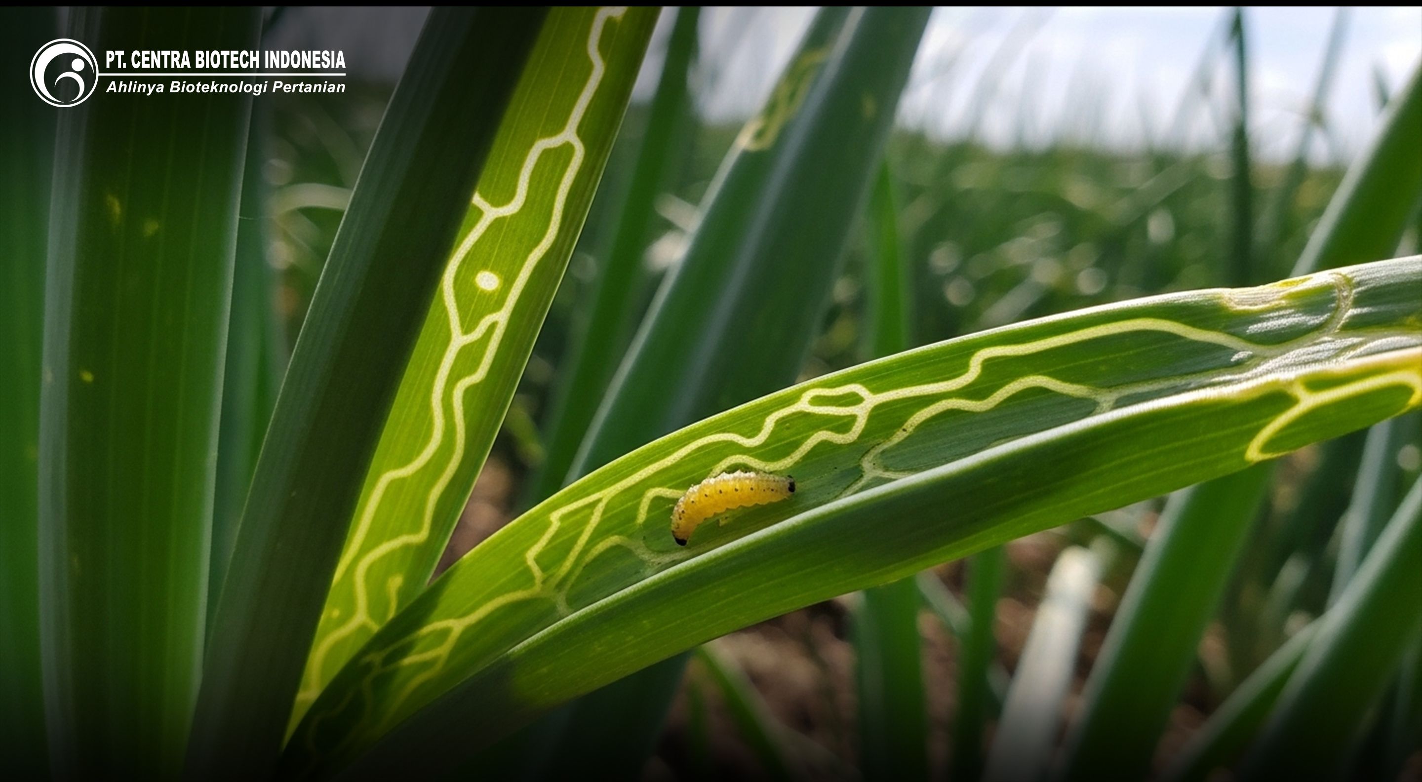 BIOKILLER SL: Solusi Insektisida Hayati Unggul untuk Pengendalian Tuntas Hama Pengorok Daun pada Bawang Merah – Menjamin Kualitas dan Kuantitas Panen Berkelanjutan