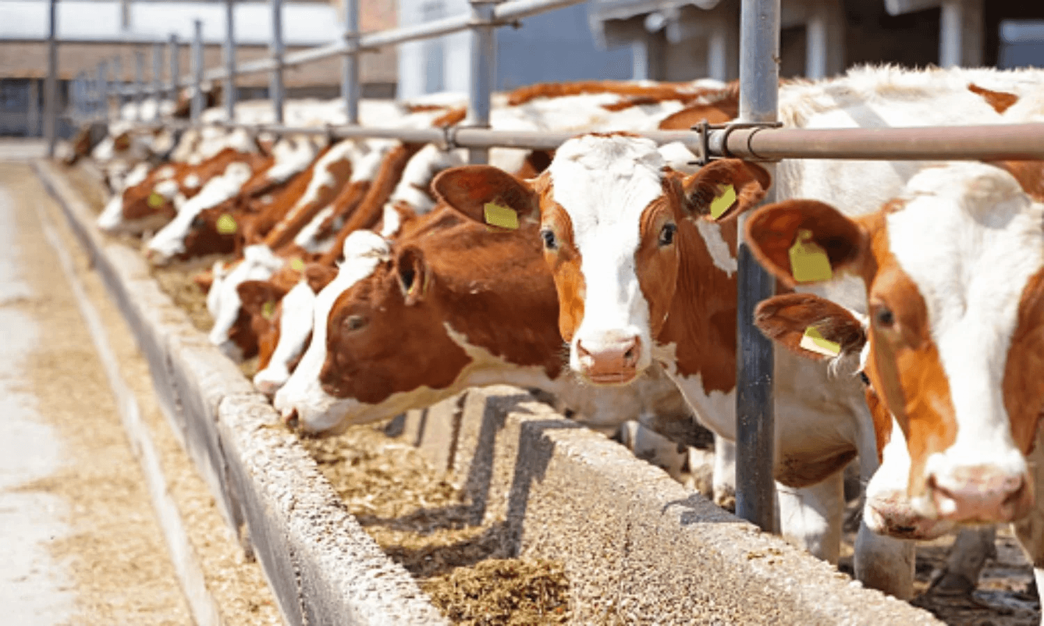 Livestock Banner